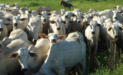 Foto: Seapa / Divulgação