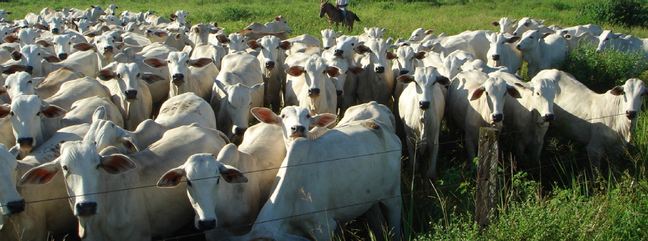 Foto: Seapa / Divulgação