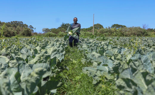 Agropecuária do DF mantém patamar histórico e movimenta R$ 5,8 bilhões em 2025
