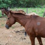 Cavalos em área cercada, com um animal marrom em primeiro plano
