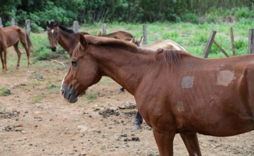 Cavalos em área cercada, com um animal marrom em primeiro plano