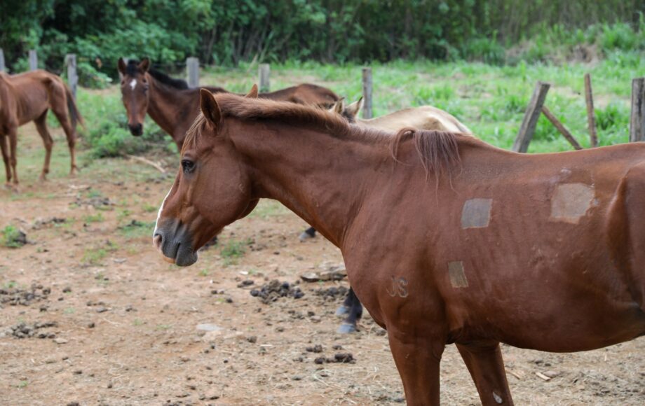 Cavalos em área cercada, com um animal marrom em primeiro plano
