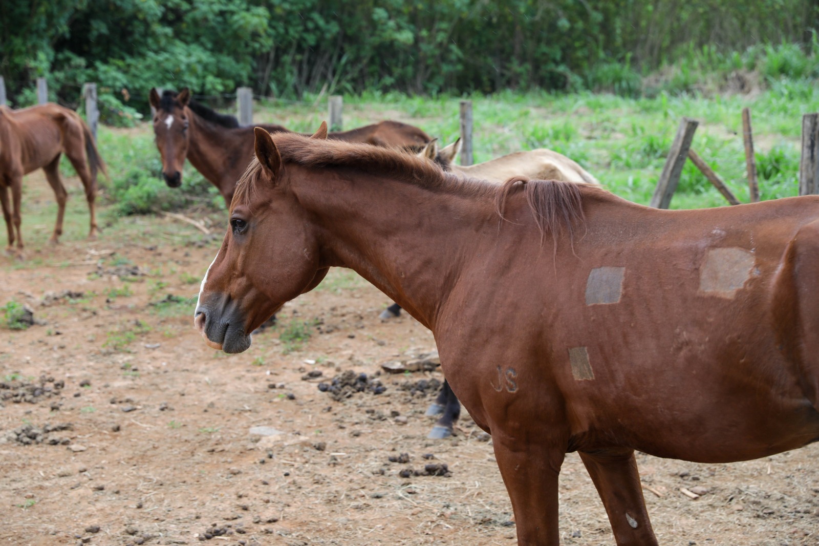 Cavalos em área cercada, com um animal marrom em primeiro plano