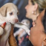 Pessoa segura um filhote de cachorro durante atendimento a animais