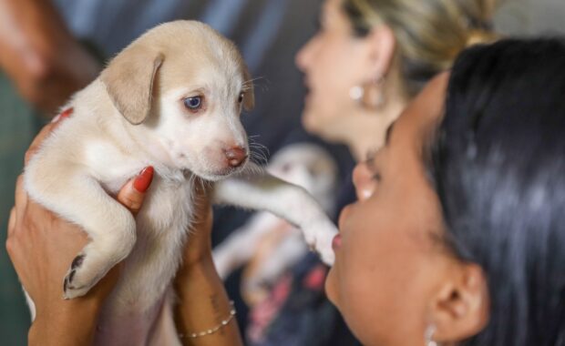 Pessoa segura um filhote de cachorro durante atendimento a animais