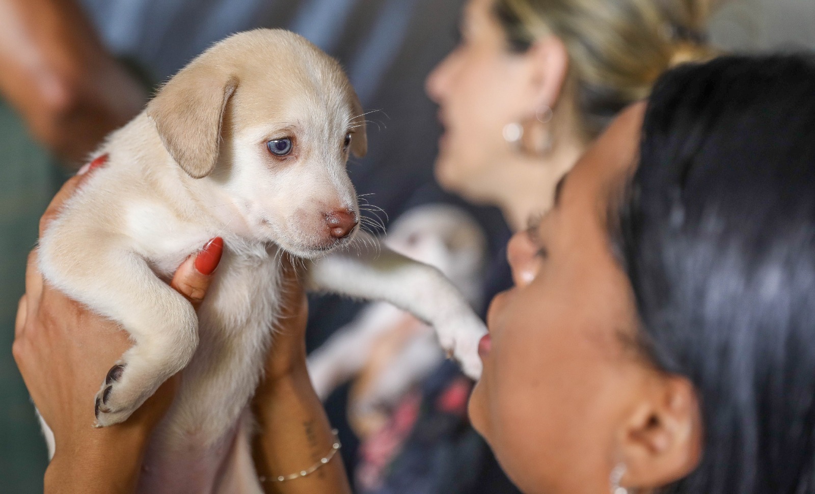 Pessoa segura um filhote de cachorro durante atendimento a animais