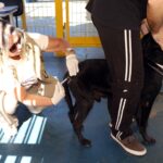 Profissional aplica vacina antirrábica em um cachorro preto acompanhado pelo tutor