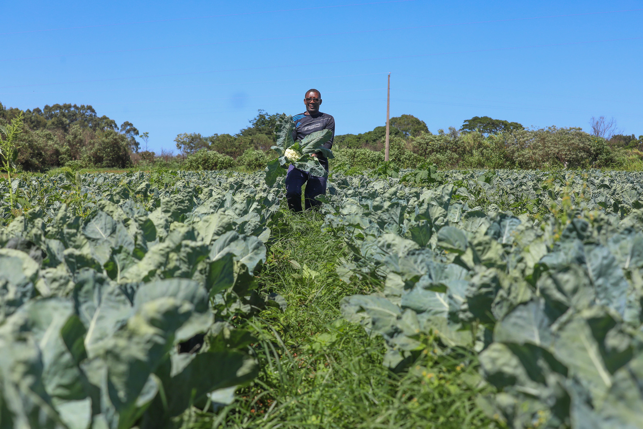 Produtor rural em plantação no Distrito Federal