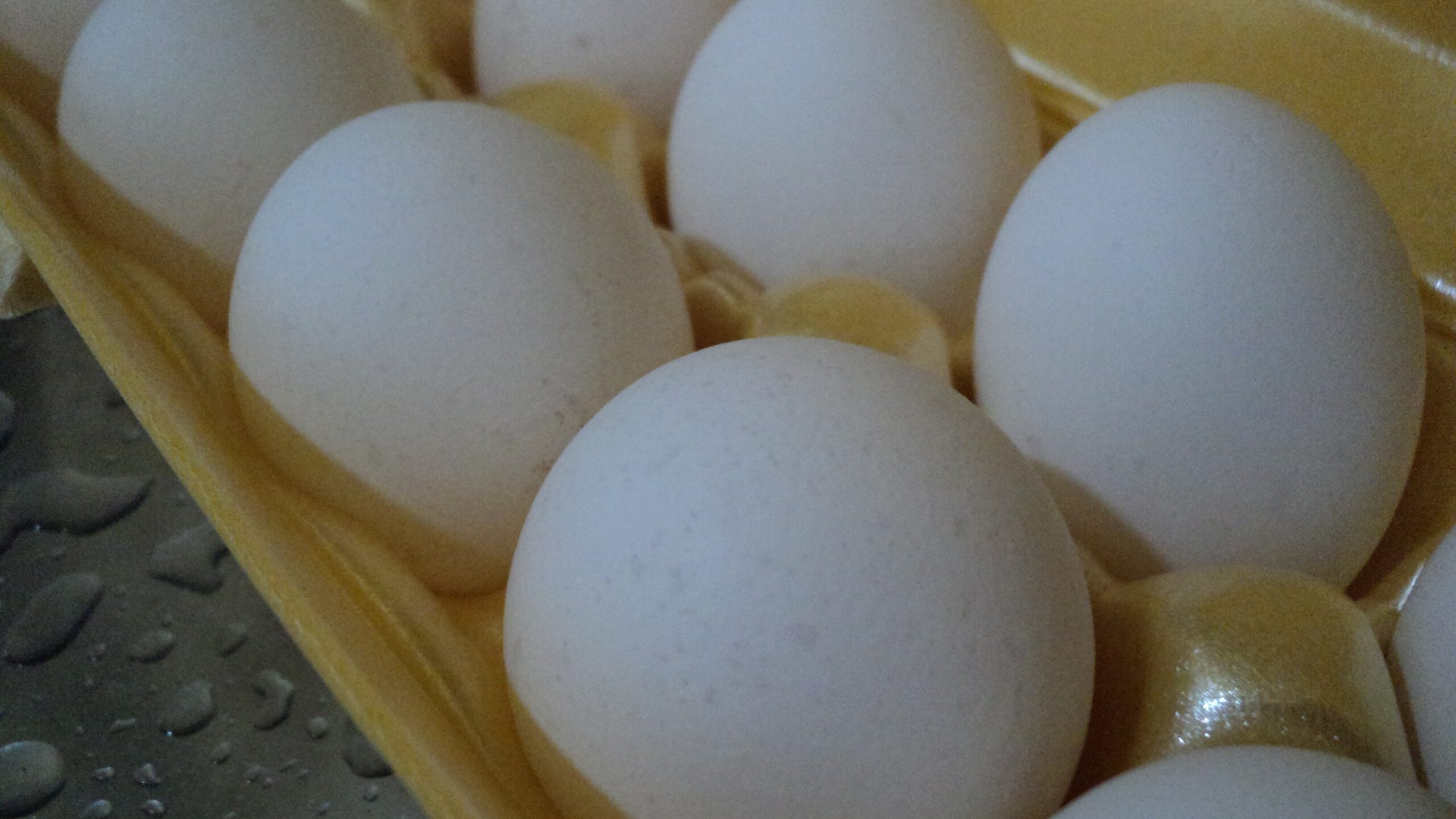 Ovos brancos acomodados em uma bandeja